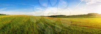 Field of green grass and blue sky. Panoramic shot. Sunny day in the countryside. Summer landscape.