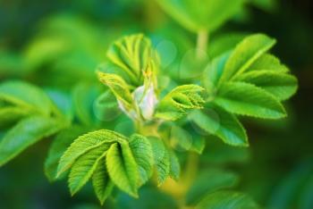 Fresh bright green leaves of wild rose  with soft focus and blurred background. Very shallow depth of field. Selective focus.