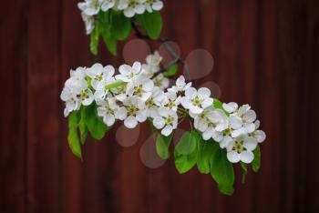 Blossoming tree branch with white flowers and green leaves on bokeh bright brown background. Shallow depth of field.