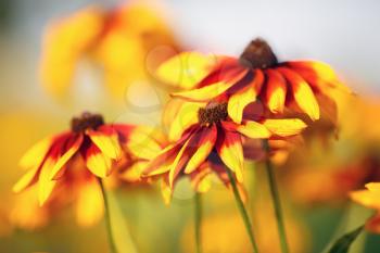 Close-up of bright yellow flowers of echinacea. Soft focus effect. Shallow depth of field. Selective focus.