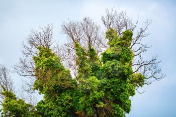 Close-up of a tree covered with lush green vegetation. Old dry tree, densely braided green bindweed with lush foliage.