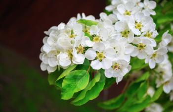 Beautiful bright white flowers and green leaves on a tree branch. Shallow depth of field. Selective focus.