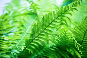 Exotic fern. Shrubs bright green fern as a background. Shallow depth of field. Selective focus.