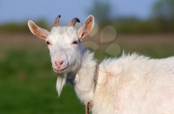 Portrait of a goat with horns on a background of green grass. Farm animal.