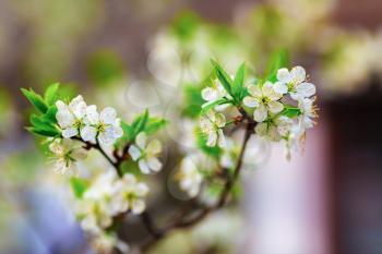Blossoming tree branch. Beautiful bright flowers on a tree branch on blurred bokeh background. Shallow depth of field. Selective focus.