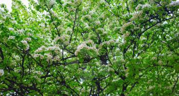 Blossoming tree. Spring flowering in warm and sunny spring day on a bright background of green foliage.
