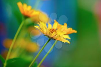 Yellow daisies on bright blurry background. Soft focus effect. Shallow depth of field. Selective focus.