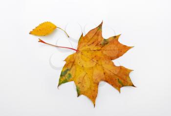 Colorful bright autumn maple leaf and birch leaf. Symbol of the onset of autumn.