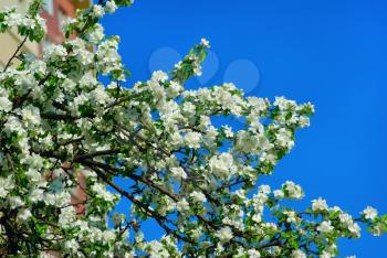 Apple tree branch with white spring flowers against a blue sky. Spring flowering.