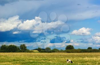Rural landscape with a cow in the meadow. Landscape of field and beautiful clouds in countryside.