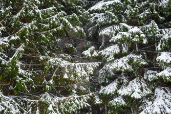 Close-up winter background with fir trees in the snow.