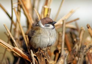 Close-up portrait of house sparrow on a branch. Shallow depth of field. Selective focus.