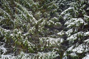 Winter background with fir trees in the snow.