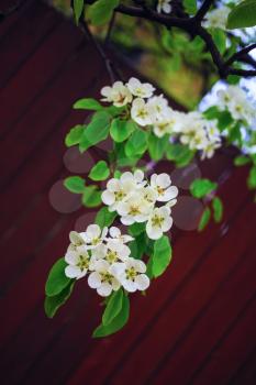Blossoming tree branch with white flowers on bokeh green background. Shallow depth of field. Selective focus. Vertical shot.
