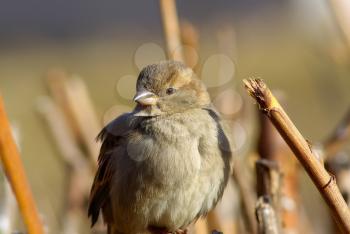 House sparrow. Close-up portrait of a young greenhorn sparrow. Selective focus.