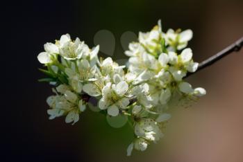 Vintage photo of white cherry flower in spring. Shallow depth of field. Selective focus.