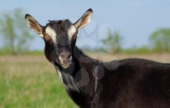 Close-up portrait of a black goat without horns. Farm animal.