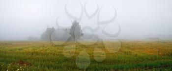 Fog over a field in rural areas. Silhouettes of trees. Panoramic shot.