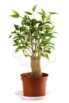 Ficus, burlap wrapped in a pot. Isolated on white. Shallow depth of field.