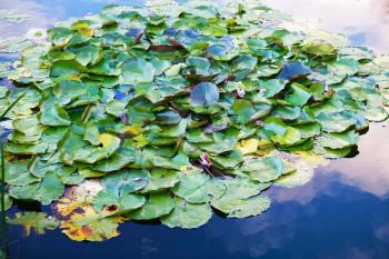 Leaves of water lily in a pond. Lotus leafs over water. Waterlilies on the lake. Shallow depth of field. Selective focus.