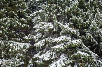 Fir branches covered with snow. Winter background.