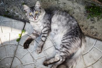 Grey tabby cat lying on the pavement slab and looks at the camera.