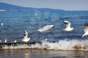 Seagulls over the sea waves. Gulls on the beach on the Black Sea coast. Selective focus.