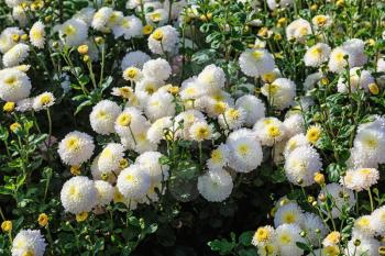 Many beautiful white chrysanthemum flowers as background. Selective focus