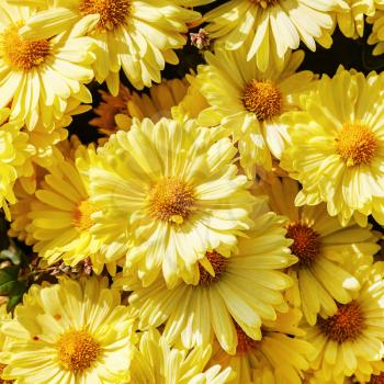 Close-up of yellow flowers blooming in garden. Floral background.