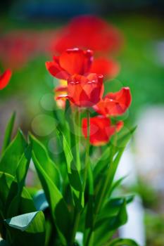 Red tulips brightly lit by the sun. Tulips in the spring. Shallow depth of field. Selective focus. Vertical shot.