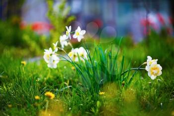 Blooming white daffodils. Flowering narcissus at springtime. Spring flowers. Shallow depth of field. Selective focus.