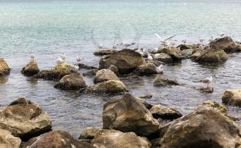 Many seagulls on the rocks on the Black Sea coast. Gulls on the stones. Birds of the sea.