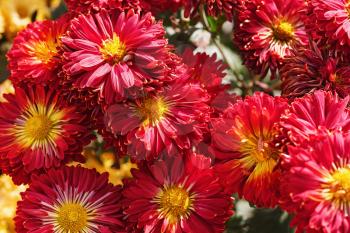 Red chrysanthemum flowers blossom. Many beautiful flowers. Floral background.