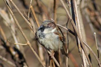 Sparrow sits on a branch on a blurred background of dry branches and bushes. Shallow depth of field. Selective focus.