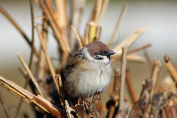 Eurasian tree sparrow on a branch. Shallow depth of field. Selective focus.