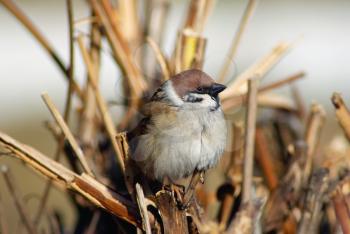 House sparrow perched on a tree branch. Shallow depth of field. Selective focus.