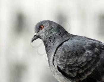 Closeup of a beautiful dove. Pigeon head and neck in profile. Selective focus.
