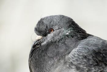 Closeup of pigeon head. One dove. Selective focus.