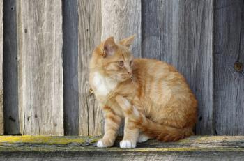 Close-up of a cute ginger tabby cat against wooden background.