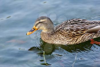 Female mallard duck swimming in low water in the pond.