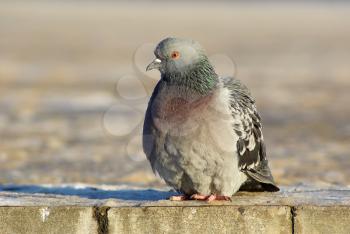 Urban pigeon. Dove sits on the sidewalk. Selective focus.