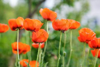 Blooming poppy flowers. Scarlet poppies and green foliage. Shallow depth of field. Selective focus.