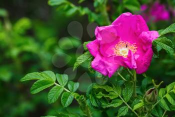 Pink wild rose flower on green foliage background. Shallow depth of field. Selective focus.