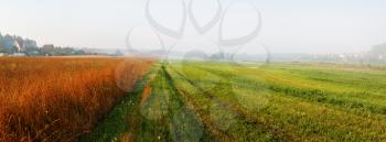 Field and fog. Panoramic shot of the rural landscape. Foggy sunny morning. Panorama shot.