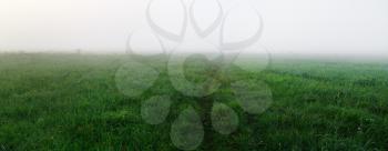 Field of green grass in the dense morning fog. Panorama shot.