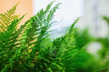 Green fern leaves on blurred background. Selective focus.