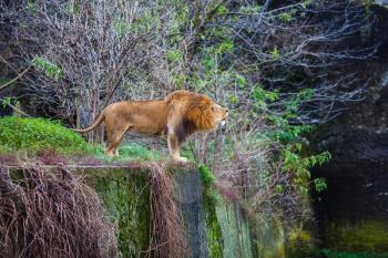 Single lion growls against the background of green thickets.