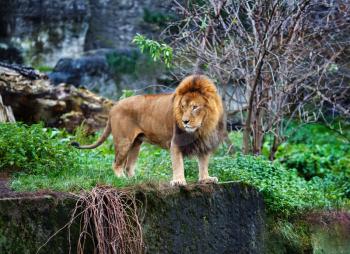 Single lion stands. King of the pride on the edge of the cliff. Selective focus.