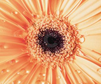 Orange gerbera flower and dew. Flower with water drops. Selective focus.
