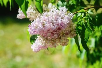 Fresh pink lilac flowers and green leaves. Selective focus.
